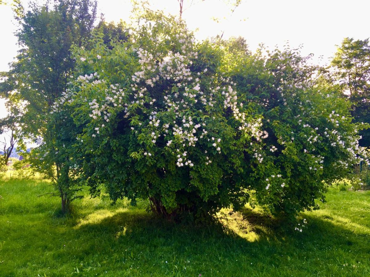 Naturforsthaus Gartenblick Fuer Hunde - Und Naturverbundene Menschen Preitenegg Exterior foto